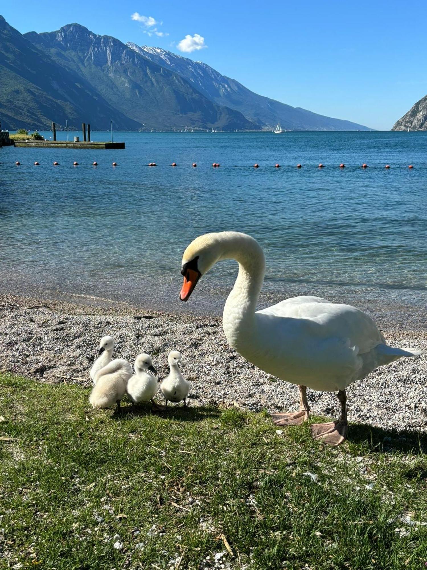 Apartmán Garden & Pool Perugini Torbole Sul Garda Exteriér fotografie